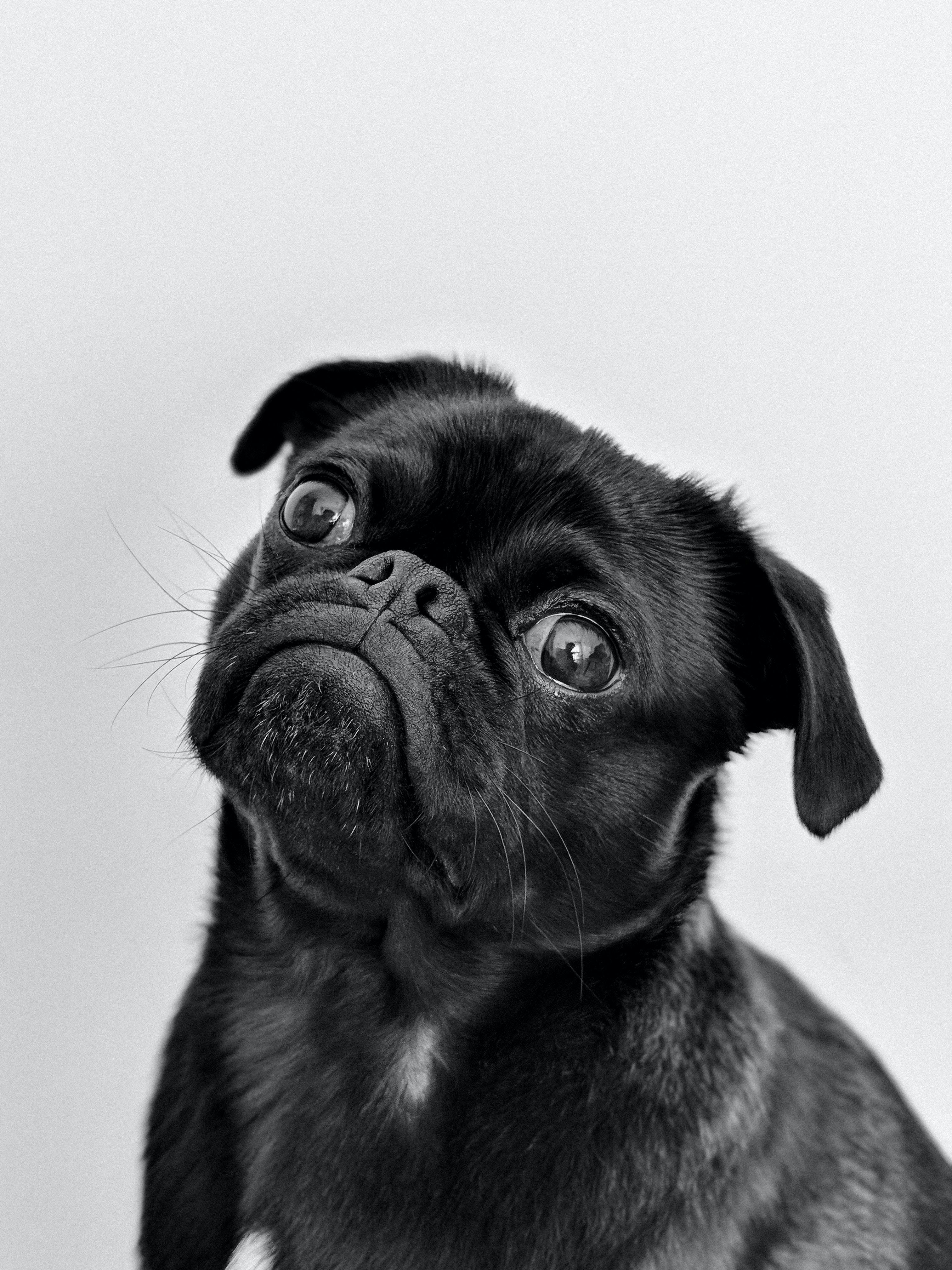a black pug paying attention